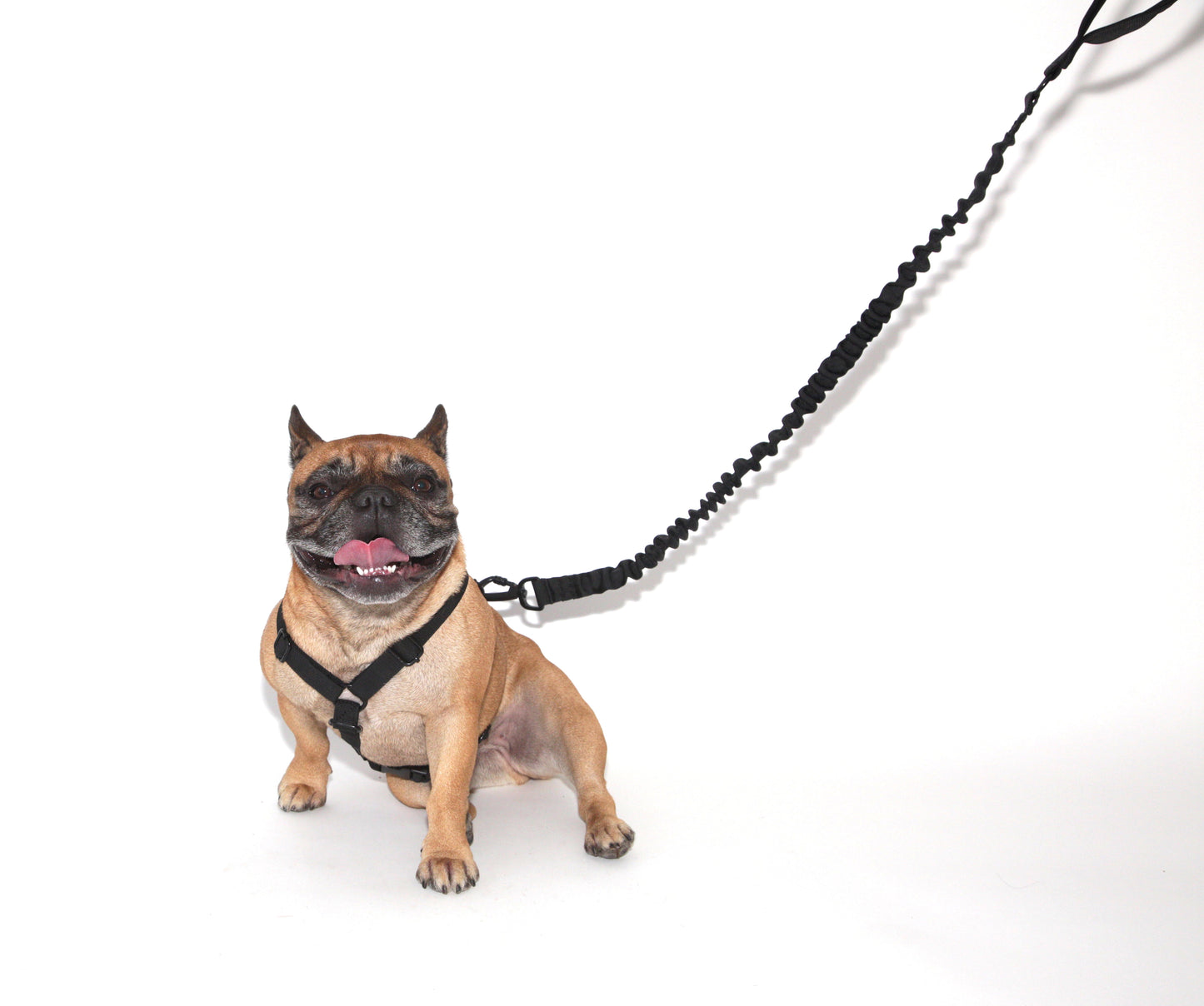 DOG LEASH