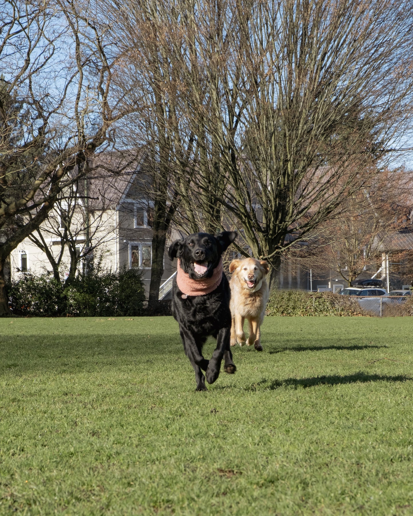 DOG NECK WARMER SNOOD - PINK