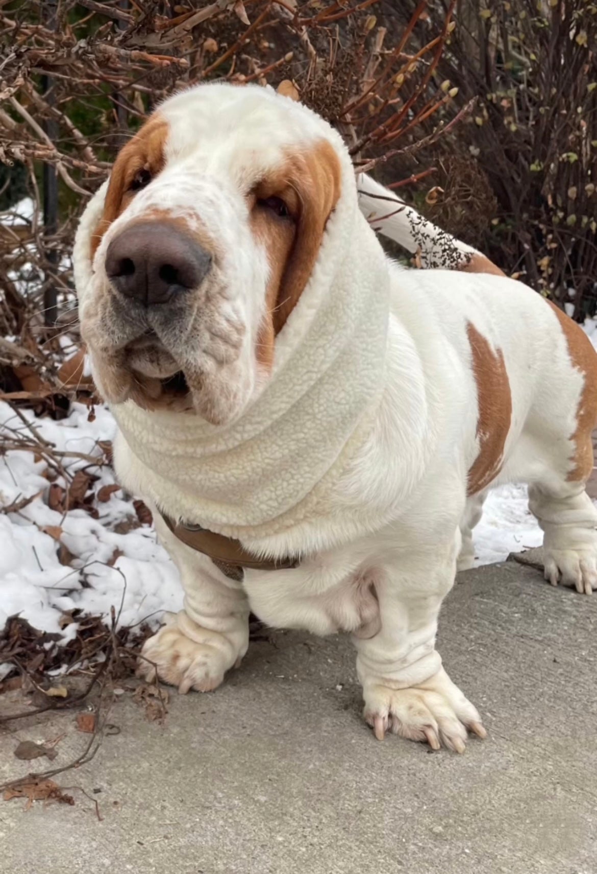 DOG NECK WARMER SNOOD - BONE