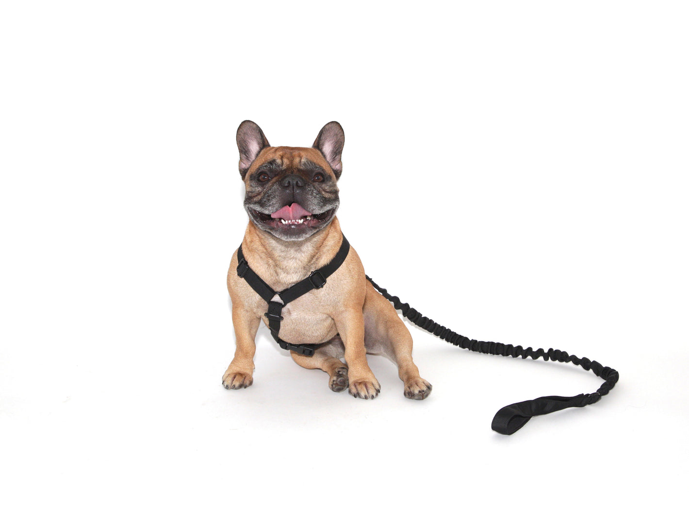 The dog pet harness in black in medium worn by Winnie the french bulldog