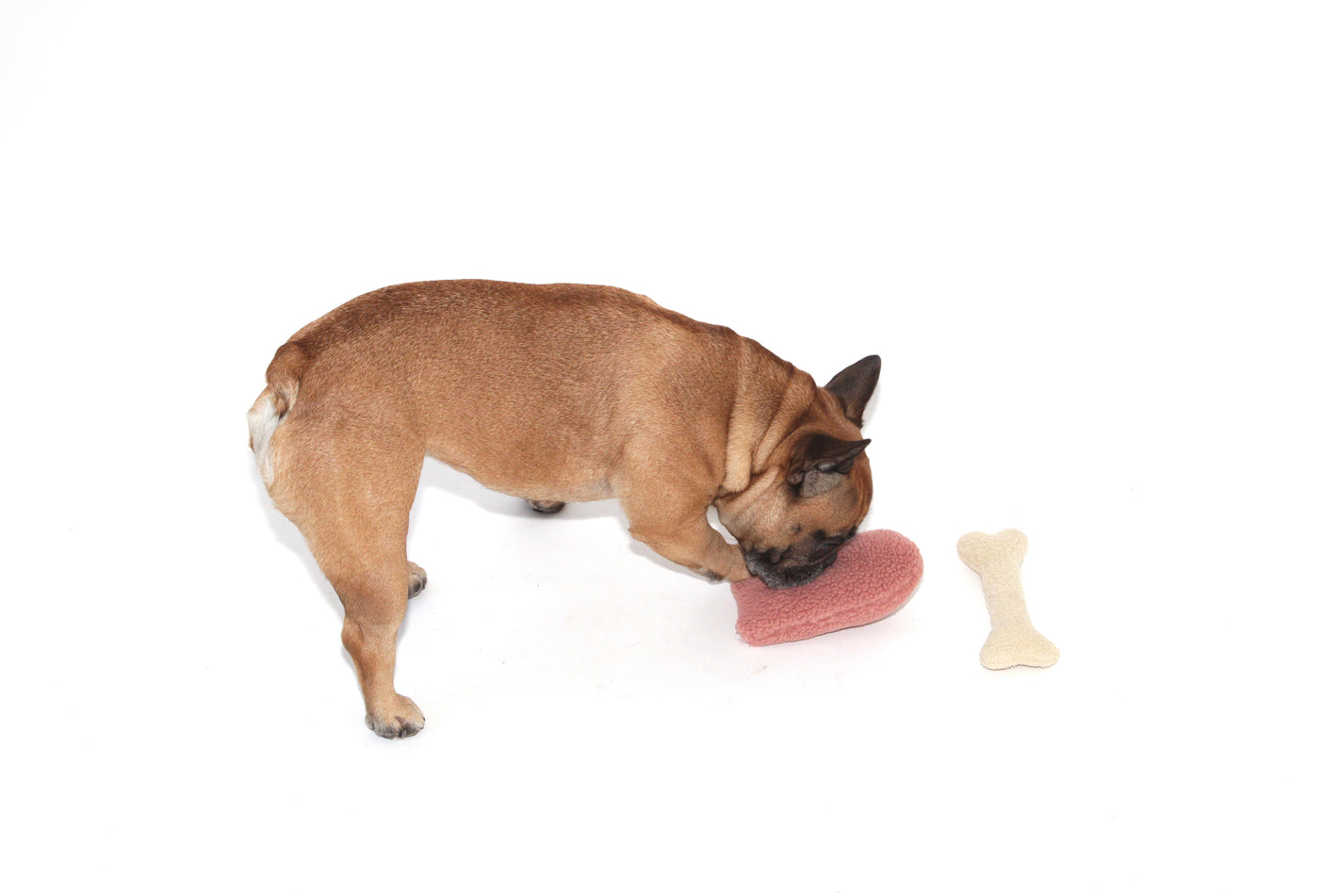 Winnie the french bulldog playing with the plushie heart and bone dog pet toy
