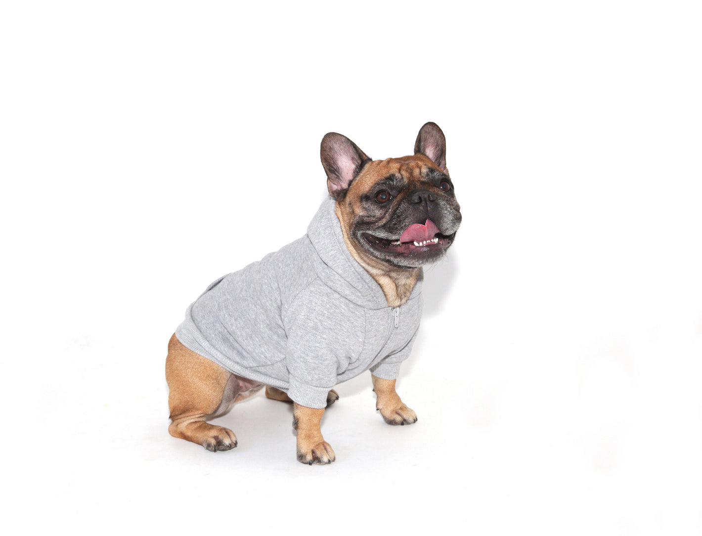The sweatshirt dog pet sweatshirt in grey heather in medium worn by Winnie the french bulldog