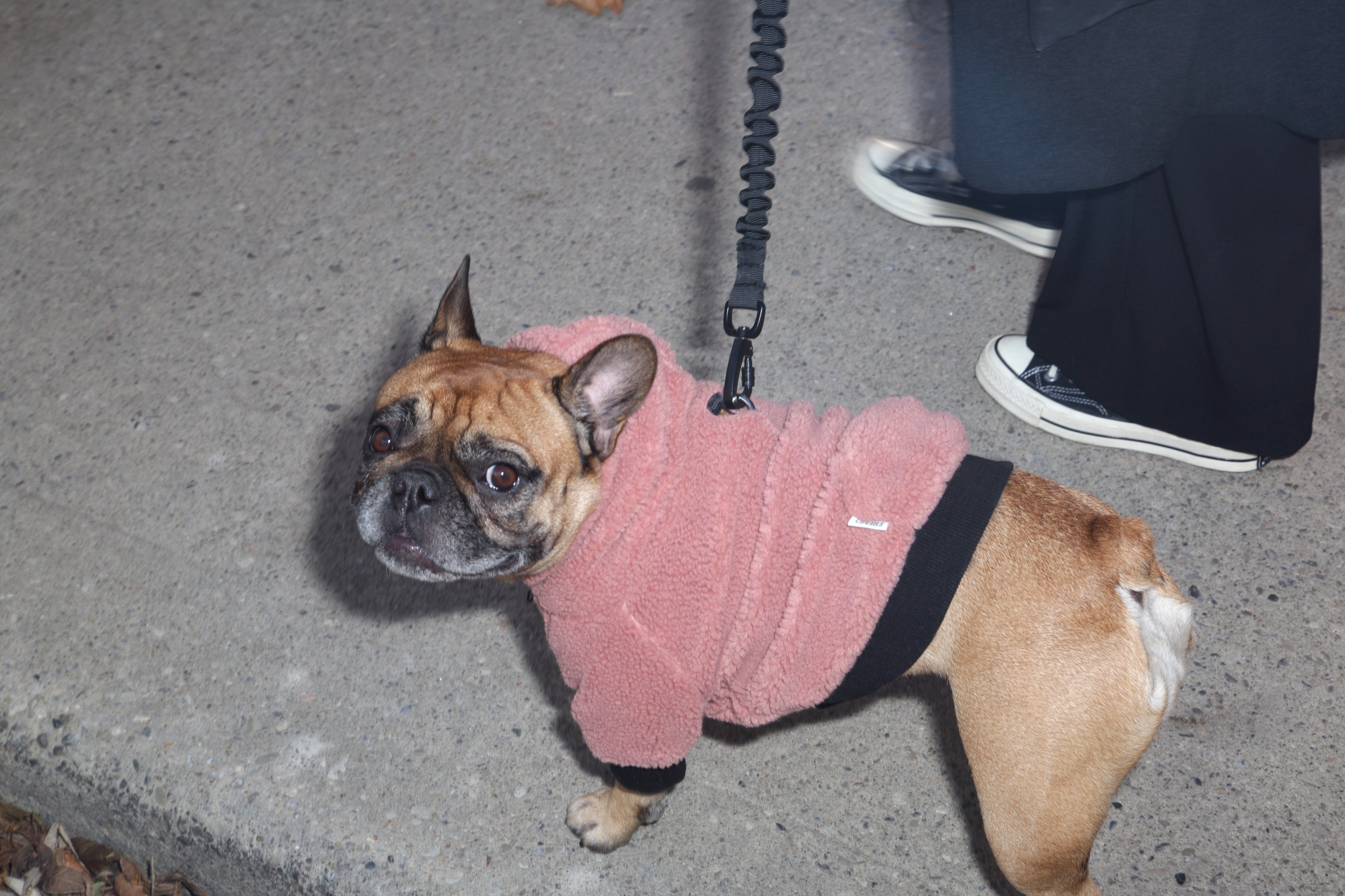 The plushie dog pet coat jacket in pink in medium worn by Winnie the french bulldog